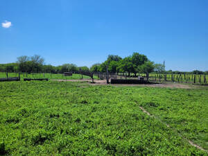 Campo Ganadero De Costa