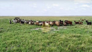 La Pampa - Venta Campo Ganadero De Cría 30.000 Ha
