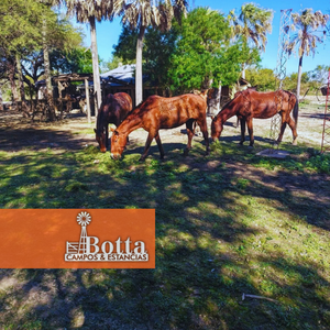 Campo ganadero en venta - 1700has Gral Manuel Belgrano, Formosa.