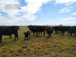 Campo en Venta Ganadero 200 has Dolores