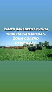 Campo Ganadero En Venta 1130 Has Cuatro Hermanas.