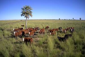 Campo Ganadero - Perugorria 1483 ha
