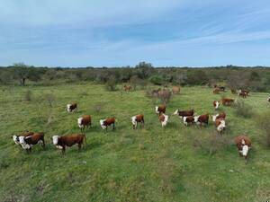 Campo Ganadero - Sauce 2499 ha
