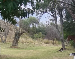 Campo Ganadero Zona Ischilin Cordoba