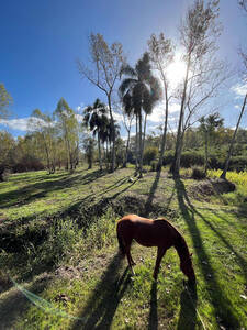 Campo Isla Delta Entrerriano. Ganadero Forestal