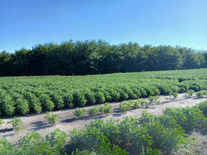 Campo Mixto 1050 Hectareas
