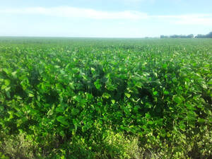 Campo Mixto 286 Hectareas