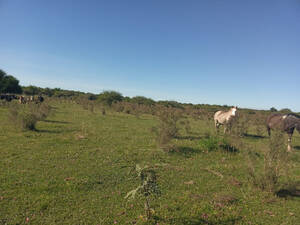 Campo Mixto 38 Hectareas