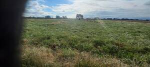 Campo mixto 42 hectáreas Concepcion del Uruguay 