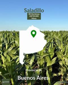 Campo Mixto 80 Has Saladillo