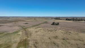 Campo Mixto - 9 de Julio 380 ha
