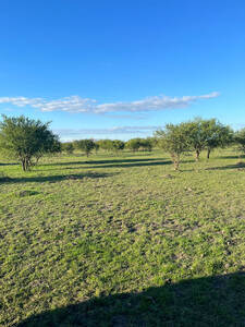 Campo Mixto