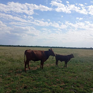 Campo Mixto