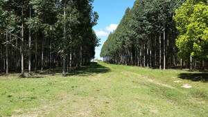 Campo Mixto 110 has. Forestal Concordia