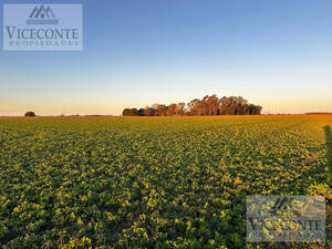 Campo mixto de 150 Has. Chascomús, Provincia de Buenos Aires.