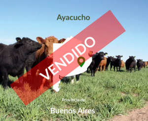 Campo Mixto De 340 Hectáreas, Ayacucho , Buenos Aires