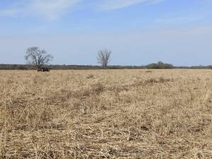 Campo Mixto En Venta 1338 Ha Jovita