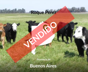 Campo Mixto En Venta 300 Hectáreas Roque Pérez, Bs As
