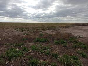 Campo Mixto En Venta 458 Ha Vicuña Mackenna