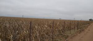 Campo Mixto En Venta 300 Ha El Morro