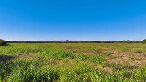 Campo Mixto - Maciá 154 ha