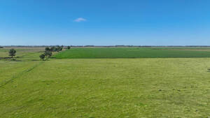 Campo Mixto - Perez 265 Has