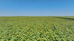Campo Mixto - Rufino 1009 Has - Santa Fe