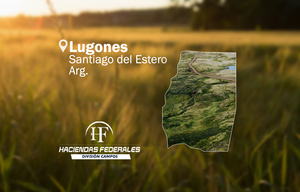Campo Mixto Sauce Bajada En Stgo. Del Estero. 5624 Has.