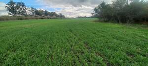 Campo mixto 60 hectáreas Villaguay Entre Rios 