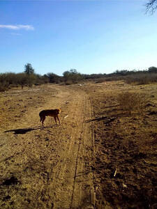 Campo "puerto Alegre" - 593 Has De Oportunidades
