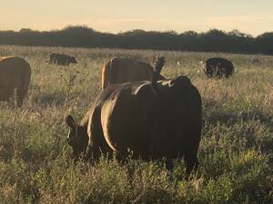 Campo en venta ganadero 9000 hectareás en Santa Rosa, La Pampa