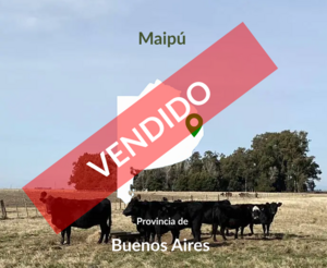 Campo Venta. 170 Has Maipú . Bs As. Mixto. Excelente.