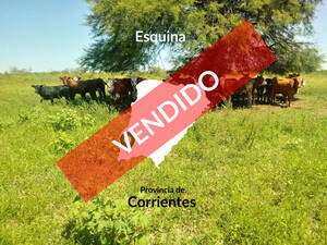 Campo Venta 2400 Has Esquina, Corrientes.ganadero.