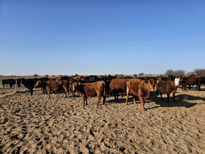 Campo Venta San Luis - Liborio Luna 800 Has