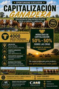 Capitalización  4000 Vacas  Campo Disponible