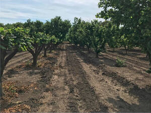 Chacra En Venta. Viedma. 25 Has Con Nogales Y Máquinas