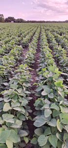 200 Ha - Colonia Juan J. Paso / Zona este de Charata