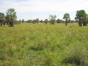 Colonia Pastoril - 2025 Ha - Formosa