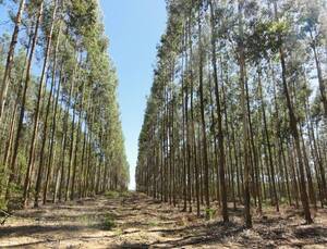 Colonia Santa Rosa - 2050 ha - Corrientes