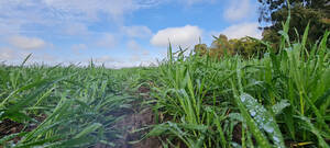 Compro 100 Ha Zona Charras