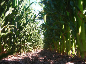 Compro Campo Agrícola 100 A 180 Ha Zona Laboulaye