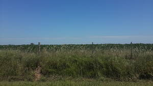 Vendo Campo En Chaco Corzuela 200 Has