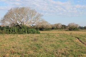 CTES0028 venta 7000 ha. gaandero Saladas