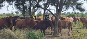 Disponible Alqu Cam Mixto 3000 Vacas San Luis