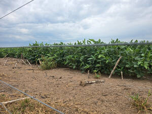 En Venta Campo 700 Ha Agrícolas. Fraga - San Luis
