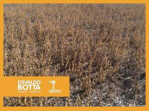 Excelente Campo De 68 Hectáreas En Baigorrita, Bs Aires