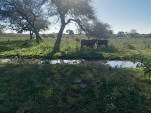 EXCELENTE CAMPO GANADERO