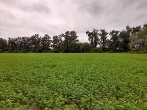 Excelente Campo Totalmente Armado De 450 Has Con Riego