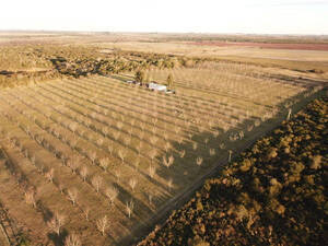 Excelente Chacra Con Plantación Pecan