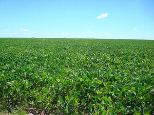 Excelentes 300 Has Agricolas En Arroyo Cle. Entre Ríos